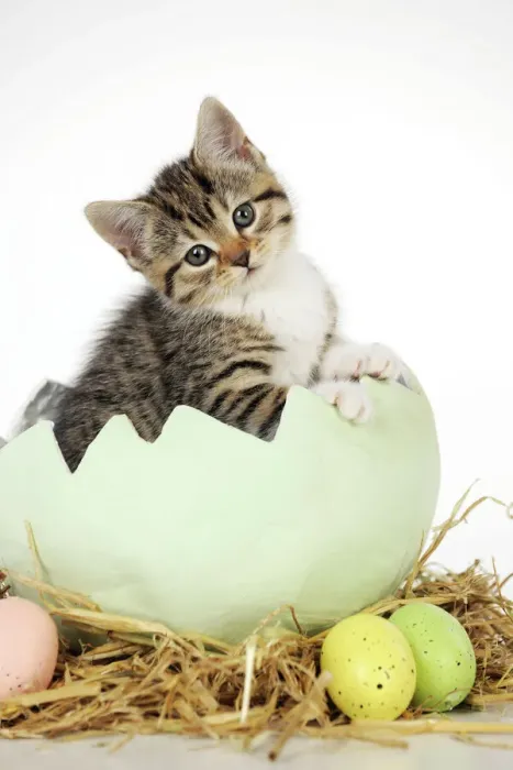 Framed Print : Easter Kitten in Egg Print JD-21739 Framed Print : Easter Kitten in Egg Print JD-21739