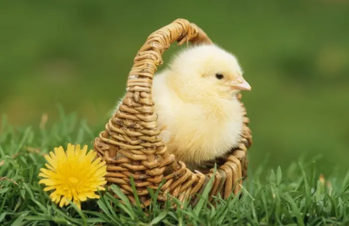 Framed Print : Chicken Print - Chick in Basket, Easter Scene Framed Print : Chicken Print - Chick in Basket, Easter Scene