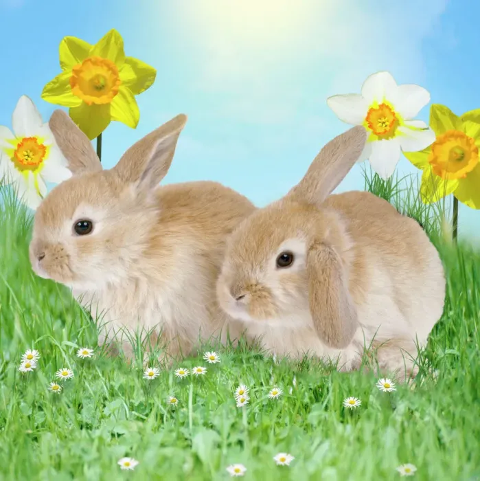 Framed Print : Rabbit Print with Daffodils and Grass Framed Print : Rabbit Print with Daffodils and Grass