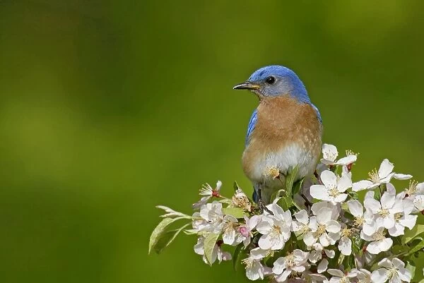 Eastern Bluebird male. Hamden, CT, USA