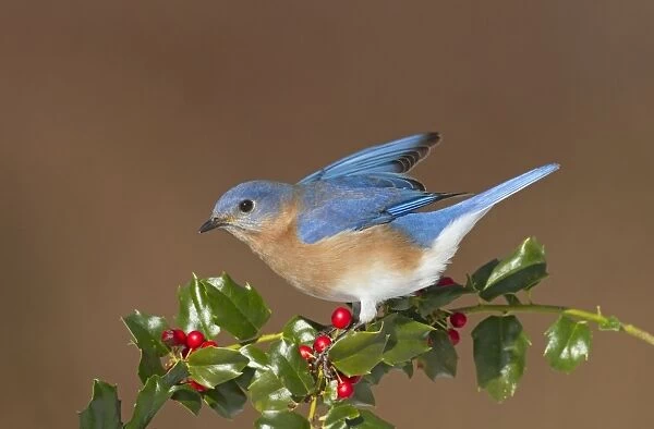 Eastern Bluebird male with holly berries in winter. Connecticut in Spring