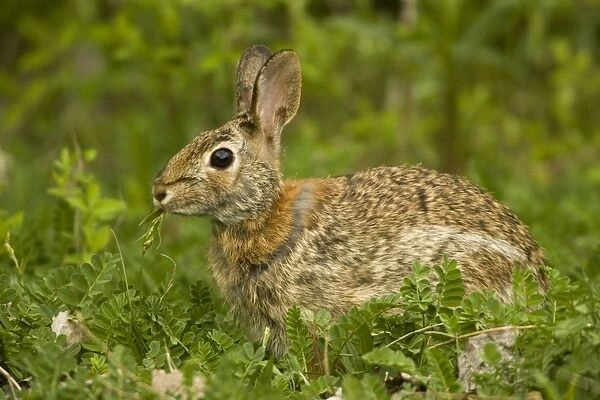 Eastern Cottontail Rabbit -Lives in heavy brush-strips of forest with open areas nearby-edges of swamps and weed patches-Feeds on green vegetation in summer-bark and twigs in winter-Most important game animal. Pennsylvania, USA