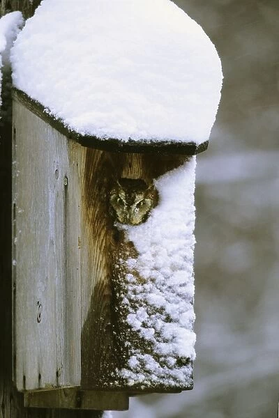 Eastern Screech-Owl - red morph in owl box in residential backyard, Jan, CT, USA