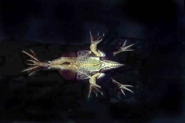 Edible frog - from underneath. Vaucluse - PACA - France