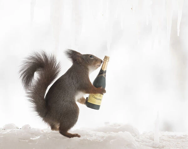 Eekhoorn; Sciurus vulgaris, Red Squirrel hold a champagne bottle on ice