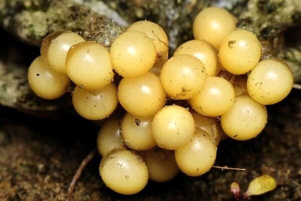 eggs of Midwife Toad - Switzerland