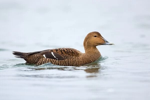 Eider Duck - female - Straumen - Norway
