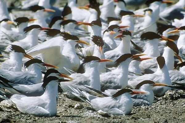 Elegant Terns - colony nesting
