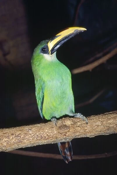 Emerald Toucanet S. E. Mexico to South America