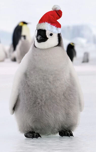 Emperor Penguin - Young. Wearing Chistmas hat Snow hill island Antarctica