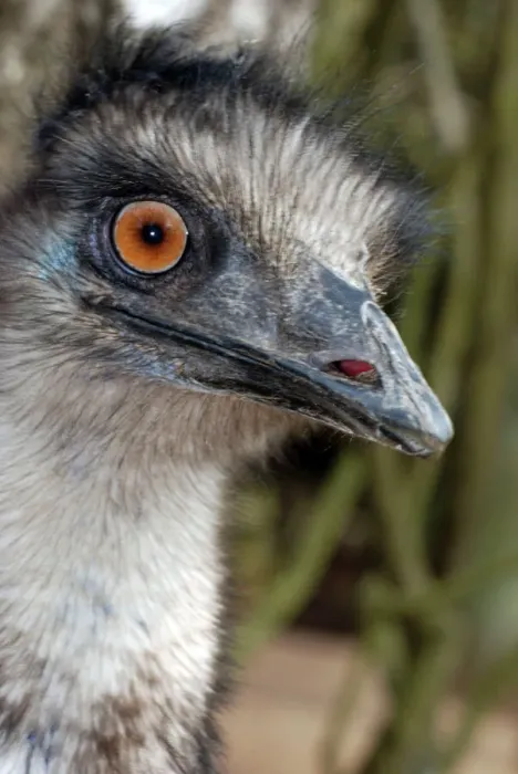 Framed Print : Emu Print - Dromaius novaehollandiae Australia Framed Print : Emu Print - Dromaius novaehollandiae Australia
