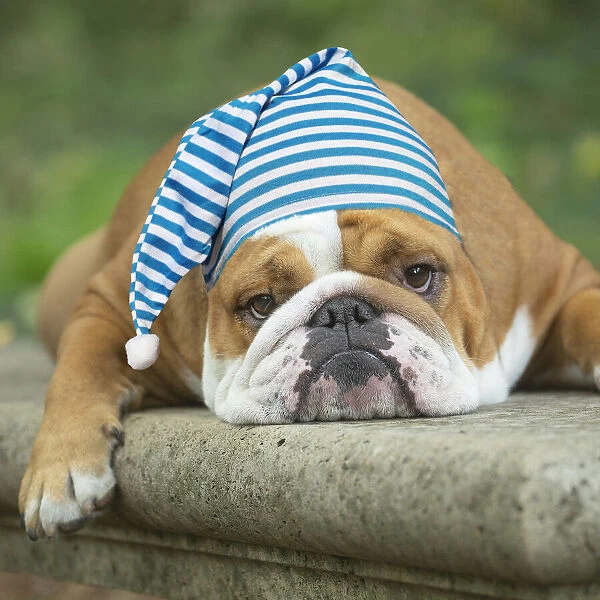 English Bulldog dog, outdoors looking tired wearing nightcap Date: 16-08-2021
