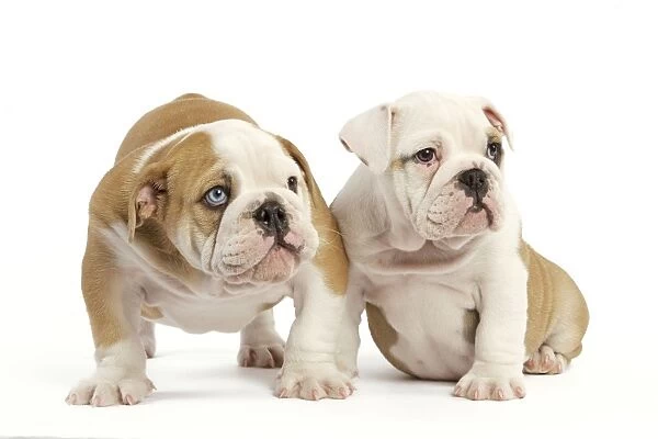 English Bulldog - two puppies