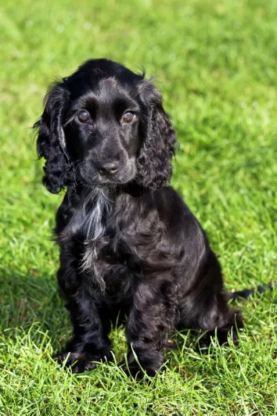 English Cocker Spaniel