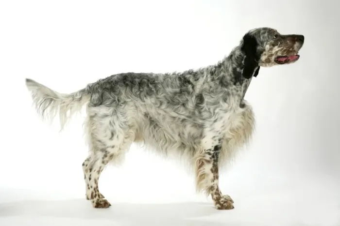 Framed Print : English Setter Print by John Daniels Framed Print : English Setter Print by John Daniels