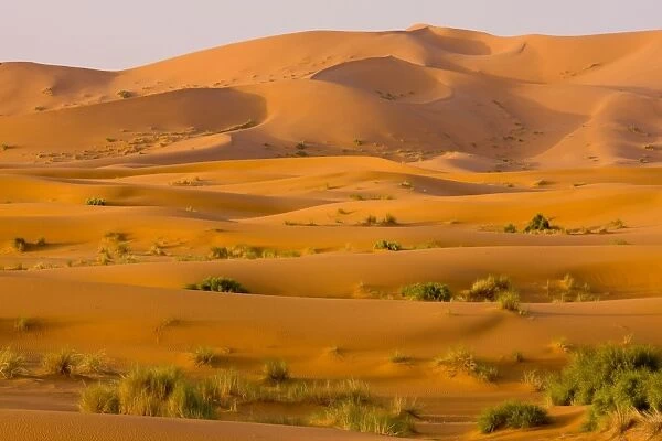 Erg Chebbi sand dunes - Moroccan Sahara Desert - after very wet winter (spring 2009). Morocco