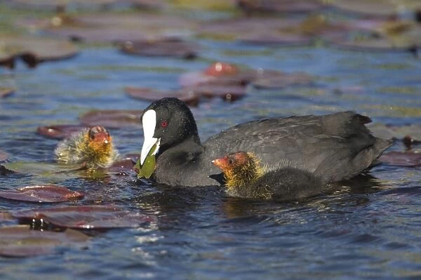 Eurasian Coot - adult with newly hatched chicks on Hamilton Lake, North Island, New Zealand