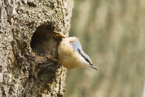 Eurasian Nuthatch - Building nest - forestry Staphorst - Overijssel - The Netherlands