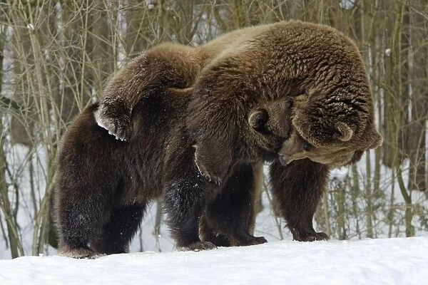 European Brown Bears - Male (on right) and female play-fighting in snow, part of courtship ritual