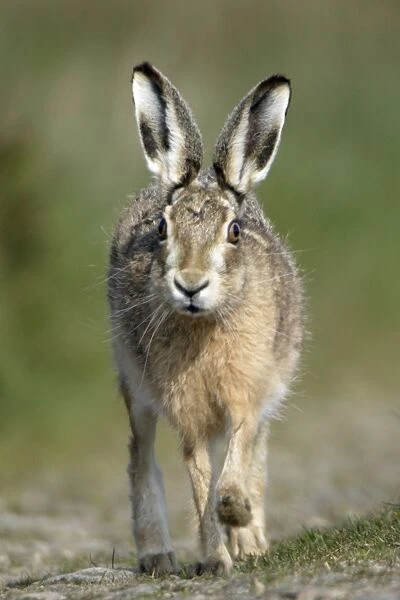 European Brown Hare - Running Northumberland, England