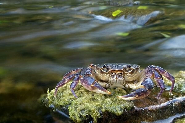 European Freshwater Crab - in habitat - Tuscany - Italy