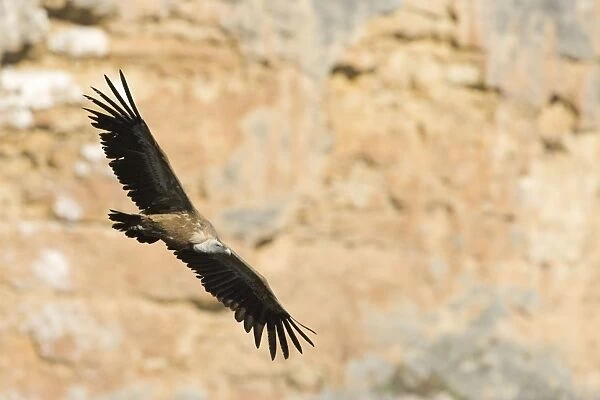 European Griffon Vulture - In flight in front of rock face - Spain