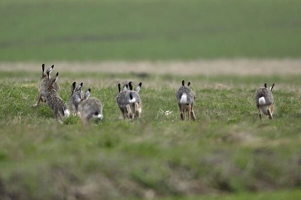 European Hare- bucks chasing doe during breeding season, Neusiedler See NP, Austria