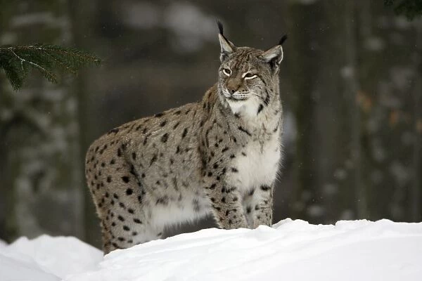 European Lynx - looking alert standing in snow, winter Bavaria, Germany