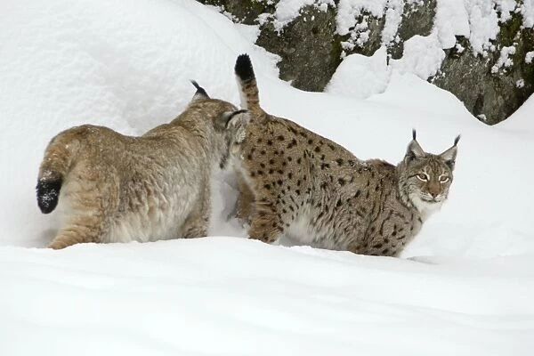 European Lynx- male testing female for readiness to copulate during breeding season Bavaria, Germany
