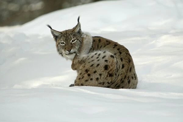 European Lynx - scratching its ear with hind leg in snow, winter Bavaria, Germany