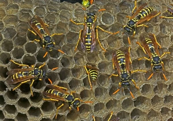 European Paper Wasps - females - Introduced to Boston area from central Europe in 1980's- presently occurs coast to coast in the U. S. A. where it displaces native species- nests in open combs-primitive eusocial wasp-annual life cycle