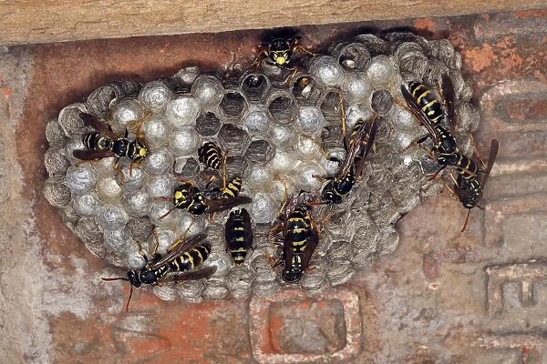European Paper Wasps - at nest under house roof