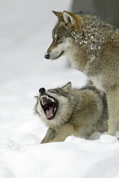 European Wolf - 2 animals in the snow, 1 yawning, winter Bavaria, Germany