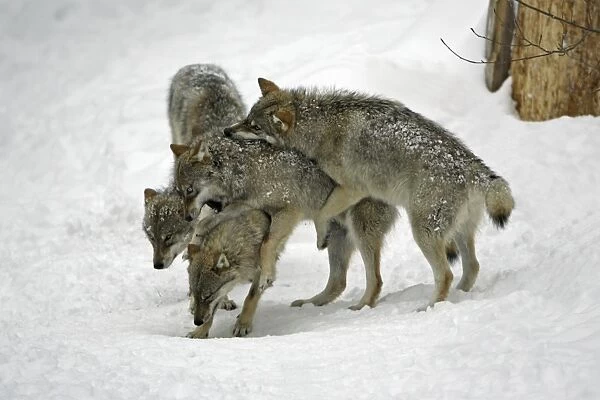 European Wolf - 3 young animals play fighting in snow, winter Bavaria, Germany