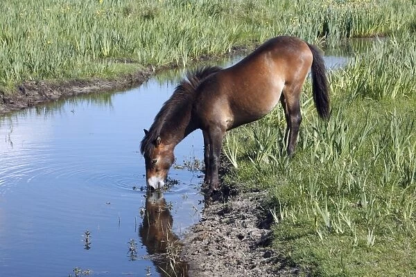 Exmoor Pony - mare drinking from creek, De Bollekamer sand dune NP, Island of Texel, Holland