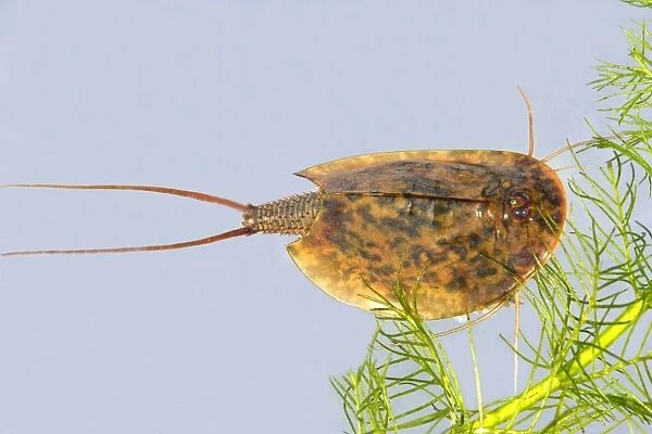 Fairy  /  Tadpole Shrimp. Triops cancriformis existed in the Triassic period 220 millions years ago and has not changed in appearance. It is the oldest known living animal species in the world