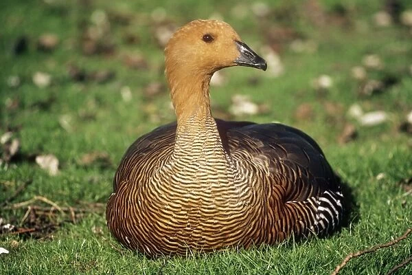 Falkland Upland Goose - Adult female resting