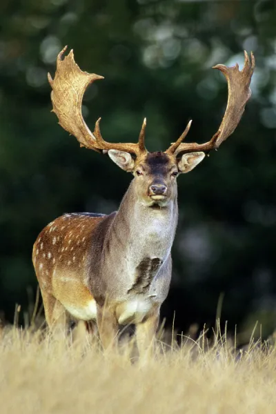 Fallow Deer - Buck with large antlers Jaegersborg deer park, Copenhagen, Denmark