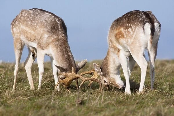 Fallow Deer - Two bucks testing each other's strength, Wiltshire, England, UK
