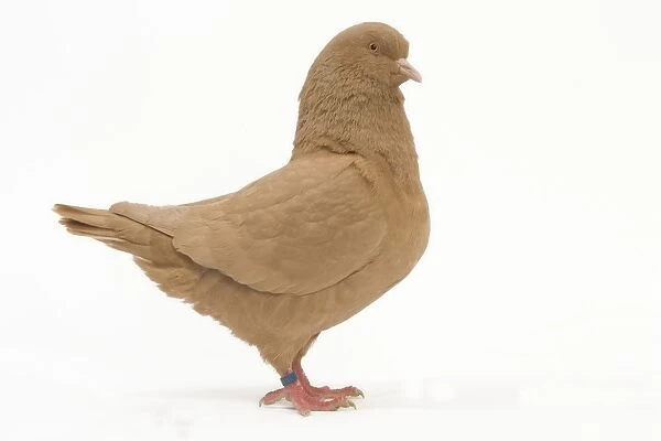 Fancy Pigeon breed - King Pigeon yellow - in studio