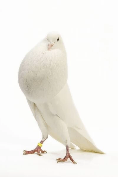 Fancy Pigeon breed - Norwich Cropper white - in studio