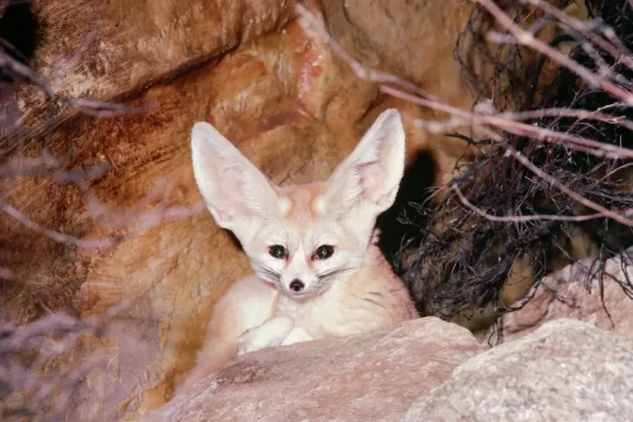 Framed Print : Fennec Fox LB-11512 Print Framed Print : Fennec Fox LB-11512 Print