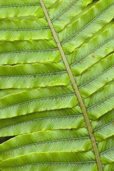 Fern structure structure details of a Blechnum fern's leaf Te Urewera National Park, Hawke's Bay, North Island, New Zealand