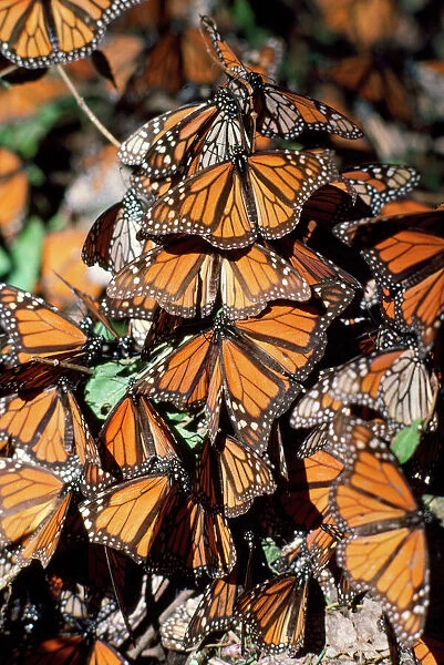 FG-4751 Wanderer  /  Monarch  /  Milkweed Butterfly