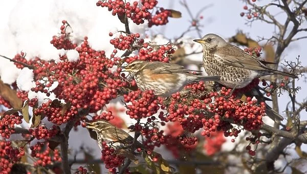 Fieldfare and Redwings (Turdus iliacus) perched on snow covered tree feeding on red berries in UK winter