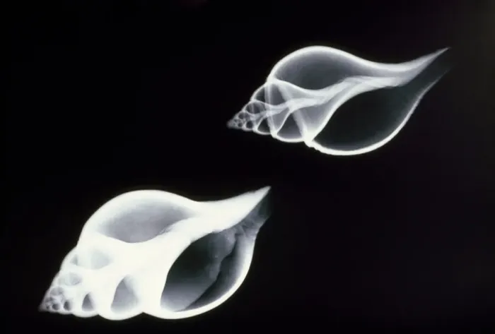 Framed Print : X-ray Print of Fish Shells Framed Print : X-ray Print of Fish Shells