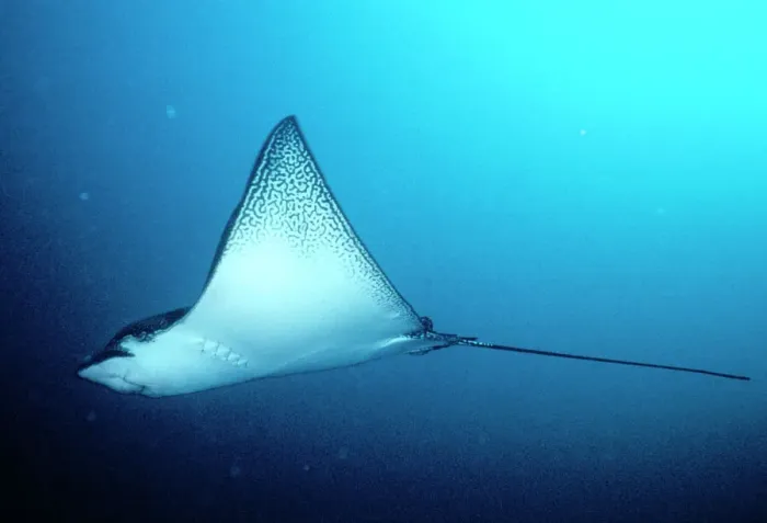 Framed Print : Spotted Eagle Ray Print, Galapagos Aetobatus narinari Framed Print : Spotted Eagle Ray Print, Galapagos Aetobatus narinari