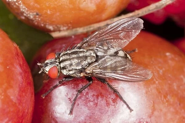 Flesh-fly - feeding on fruit. Lays live larvae, not eggs. Dorset