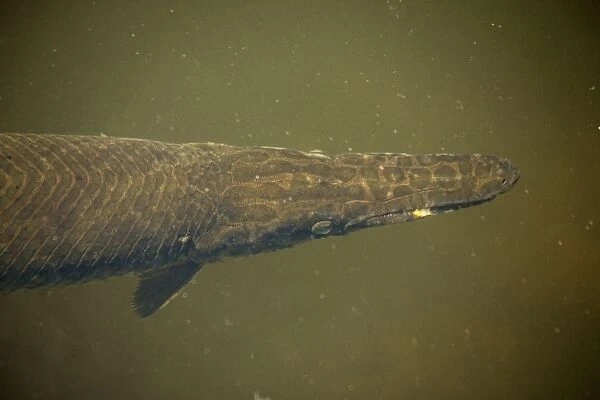 Florida Gar Fish. Can survive in deoxygenated waters with the aid of an air bladder. Has toxic roe. USA