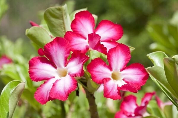 Flowers of Desert Rose - Mombasa - Kenya - Africa